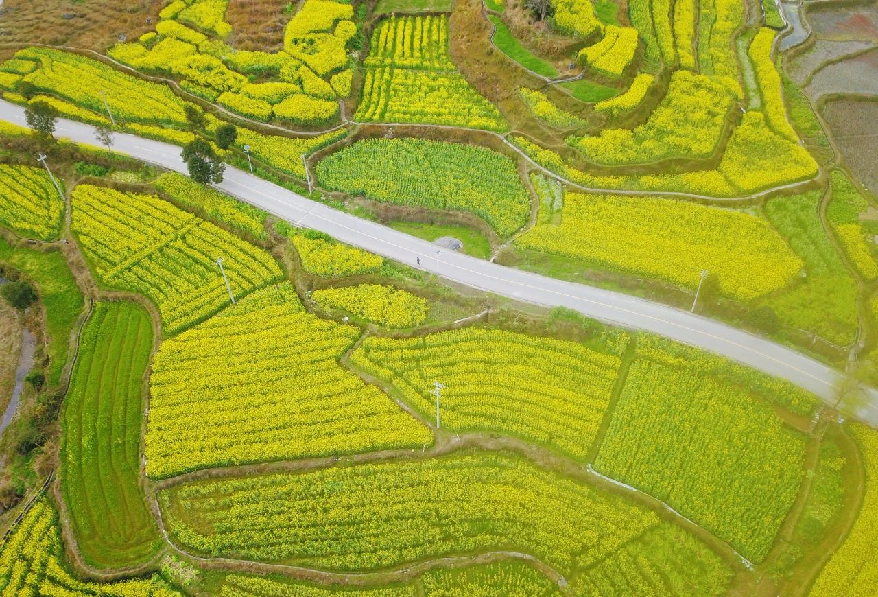 錦屏縣鐘靈鄉(xiāng) 油菜花開(kāi)富鄉(xiāng)村，稻油輪作繪就金色畫(huà)卷